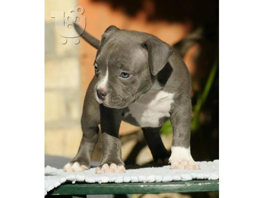 American Bully